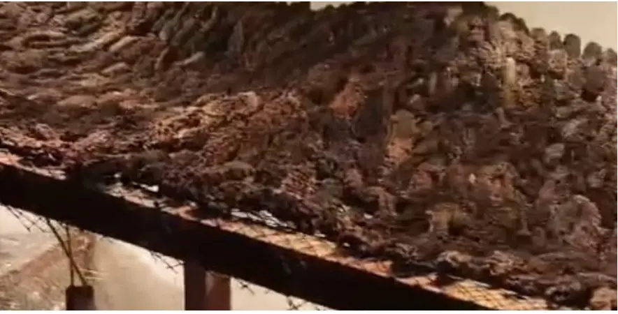 Pepinos-do-mar apreendidos durante a Operação Tritão