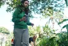 mulher com mudas da mata atlântica