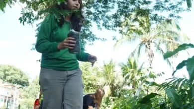 mulher com mudas da mata atlântica