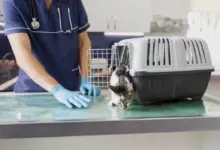 Veterinário examinando um gato
