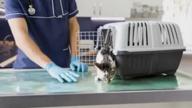 Veterinário examinando um gato