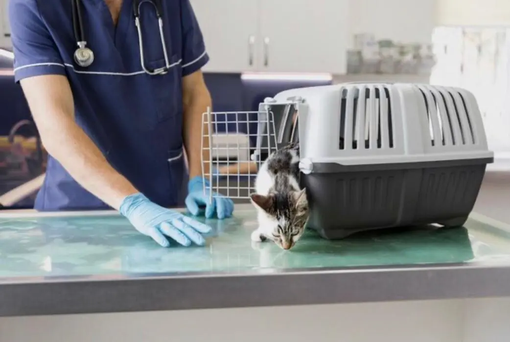 Veterinário examinando um gato