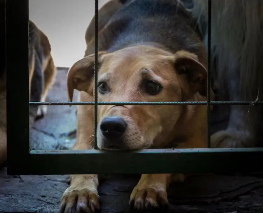 Cachorro no canil