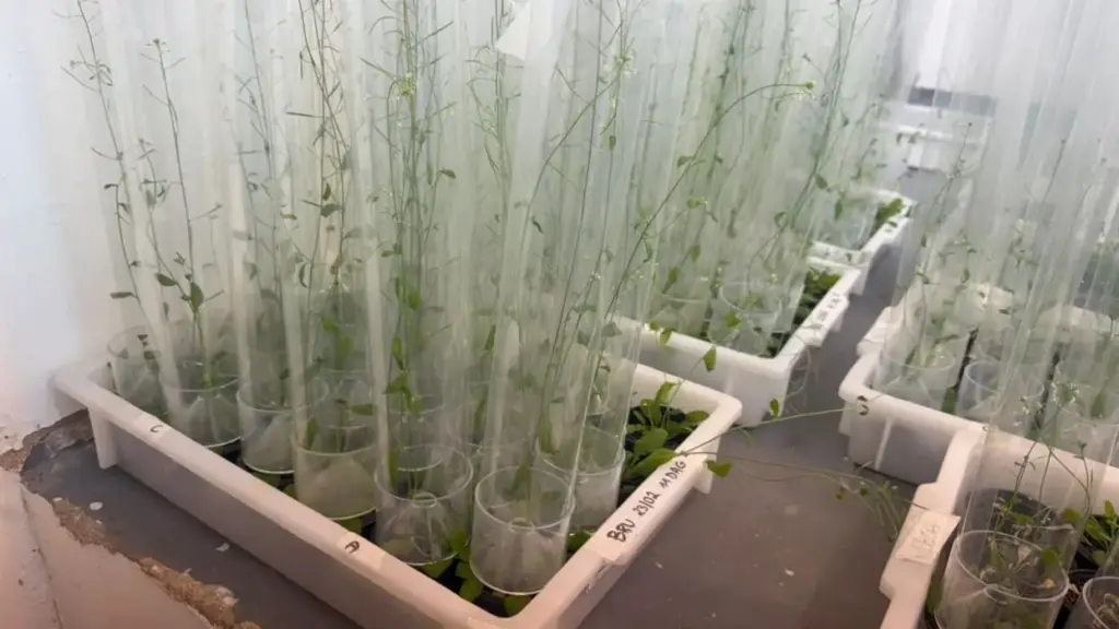 Experimentos em ambiente controlado