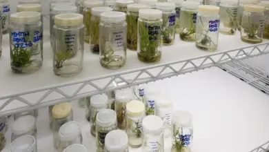 Plantas cultivadas em laboratório