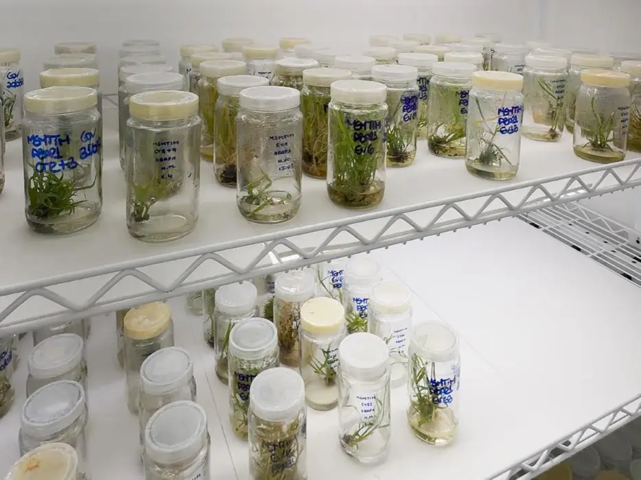 Plantas cultivadas em laboratório