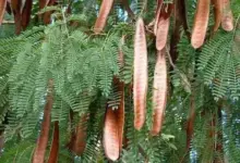 Espécie invasora chamada Leucena