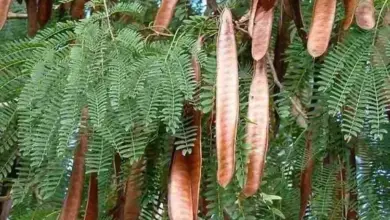 Espécie invasora chamada Leucena