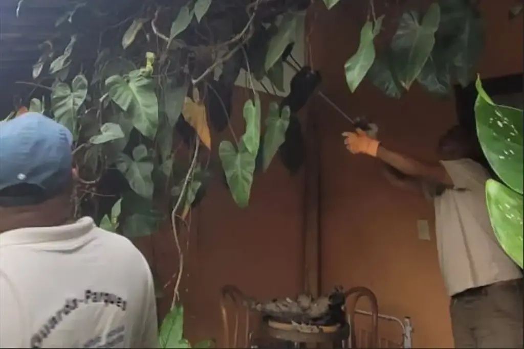 Agentes ambientais da Reserva Ecológica Estadual da Juatinga realizaram o resgate da jararaca