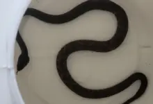 Jararaca resgatada