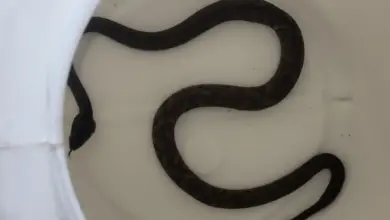 Jararaca resgatada