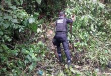 Agente da Secretaria de Ordem Pública removendo estaca
