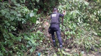 Agente da Secretaria de Ordem Pública removendo estaca
