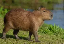 Capivara