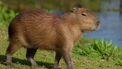 Capivara