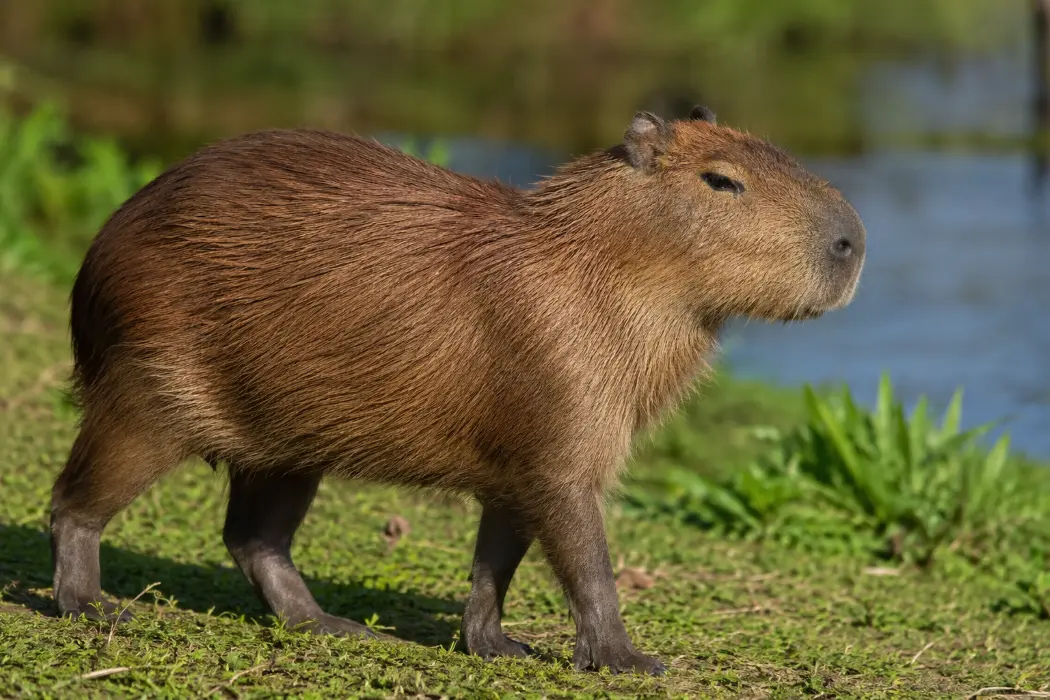 Capivara