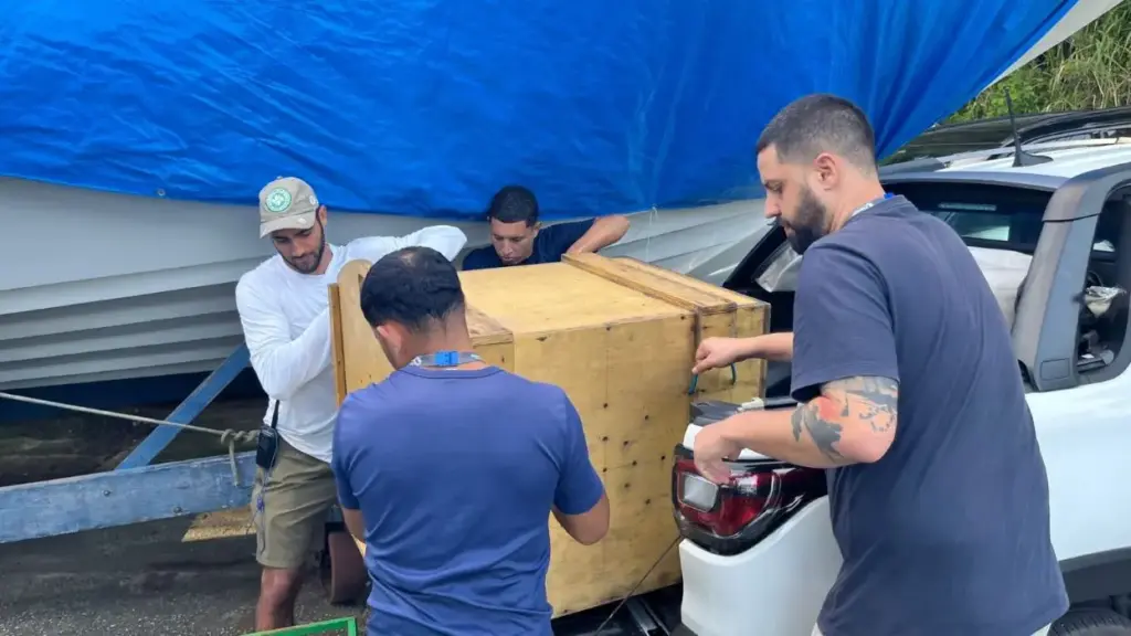Equipe do Inea realiza o transporte da capivara