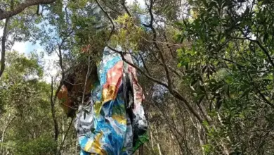 Balões presos à vegetação
