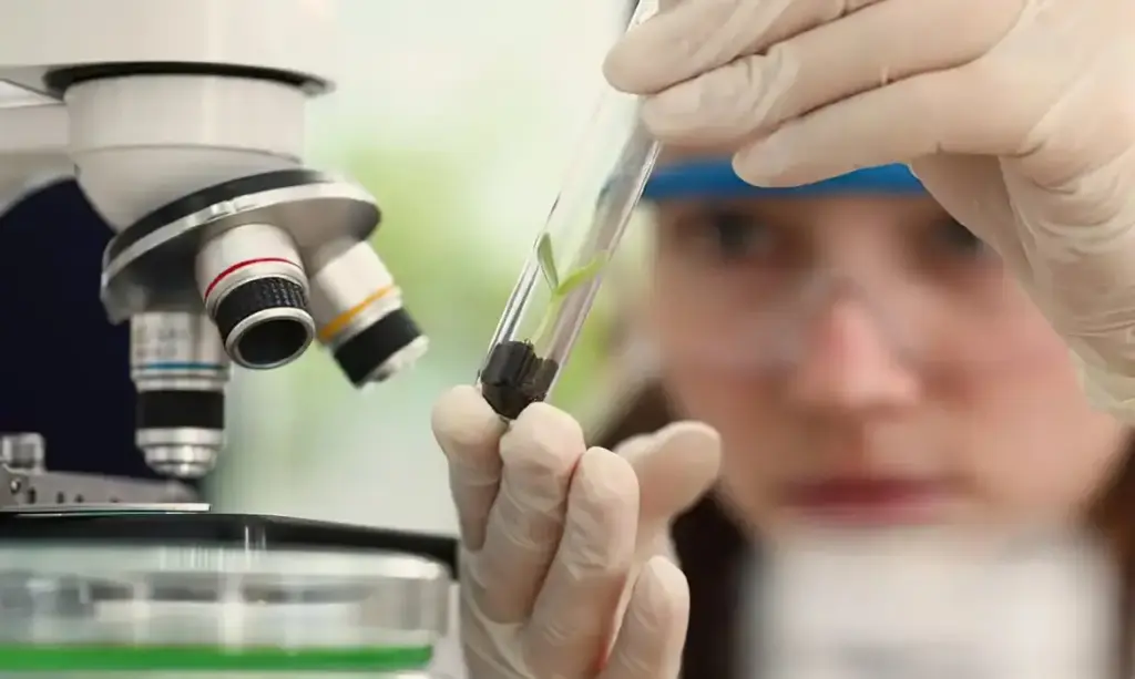 Cientista observa tubo de ensaio
