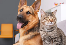 Deputados estaduais aprovaram, em primeira discussão, projeto que autoriza a criação da Delegacia Especializada na Proteção dos Animais no Rio de Janeiro.
