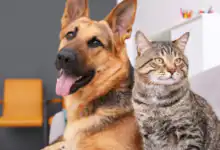 Deputados estaduais aprovaram, em primeira discussão, projeto que autoriza a criação da Delegacia Especializada na Proteção dos Animais no Rio de Janeiro.