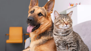 Deputados estaduais aprovaram, em primeira discussão, projeto que autoriza a criação da Delegacia Especializada na Proteção dos Animais no Rio de Janeiro.