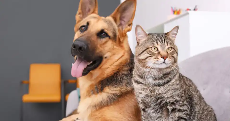 Deputados estaduais aprovaram, em primeira discussão, projeto que autoriza a criação da Delegacia Especializada na Proteção dos Animais no Rio de Janeiro.