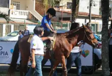 Com o apoio do cavalo como instrumento terapêutico, pacientes desenvolvem habilidades