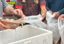 Camarões apreendidos em operação