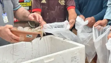 Camarões apreendidos em operação