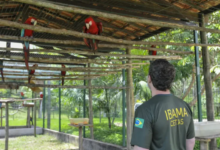 Centro de Triagem de Animais Silvestres Cetas de Seropédica é alvo de ação do MPF, que aponta falta de pessoal, insumos e risco de colapso na unidade.