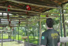 Centro de Triagem de Animais Silvestres Cetas de Seropédica é alvo de ação do MPF, que aponta falta de pessoal, insumos e risco de colapso na unidade.