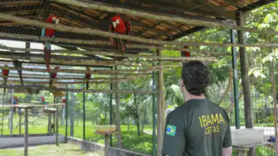 Centro de Triagem de Animais Silvestres Cetas de Seropédica é alvo de ação do MPF, que aponta falta de pessoal, insumos e risco de colapso na unidade.