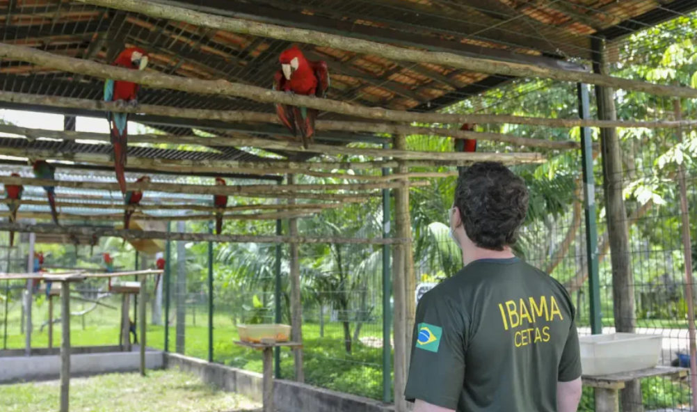 Centro de Triagem de Animais Silvestres Cetas de Seropédica é alvo de ação do MPF, que aponta falta de pessoal, insumos e risco de colapso na unidade.