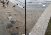 Equipes ambientais investigam a morte de cerca de 50 arraias encontradas na orla de Coroa Grande, em Itaguaí; principal hipótese é descarte decorrente de pesca predatória.
