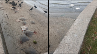 Equipes ambientais investigam a morte de cerca de 50 arraias encontradas na orla de Coroa Grande, em Itaguaí; principal hipótese é descarte decorrente de pesca predatória.