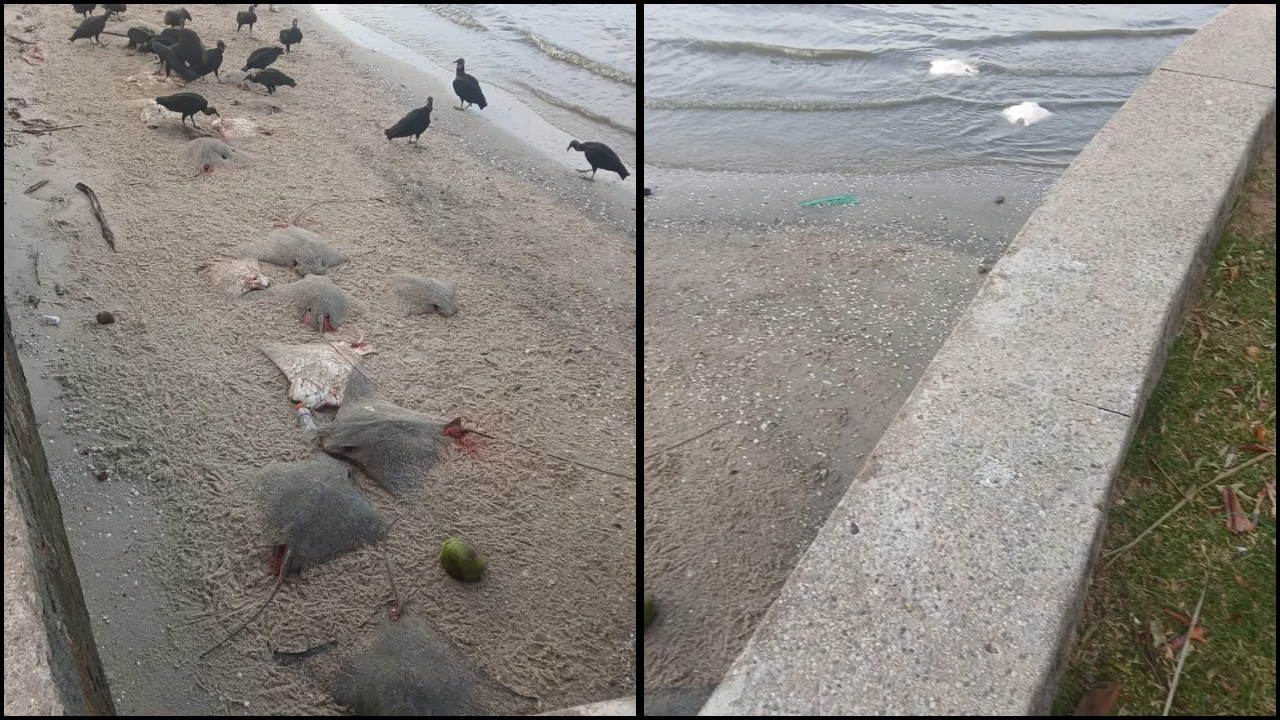 Equipes ambientais investigam a morte de cerca de 50 arraias encontradas na orla de Coroa Grande, em Itaguaí; principal hipótese é descarte decorrente de pesca predatória.