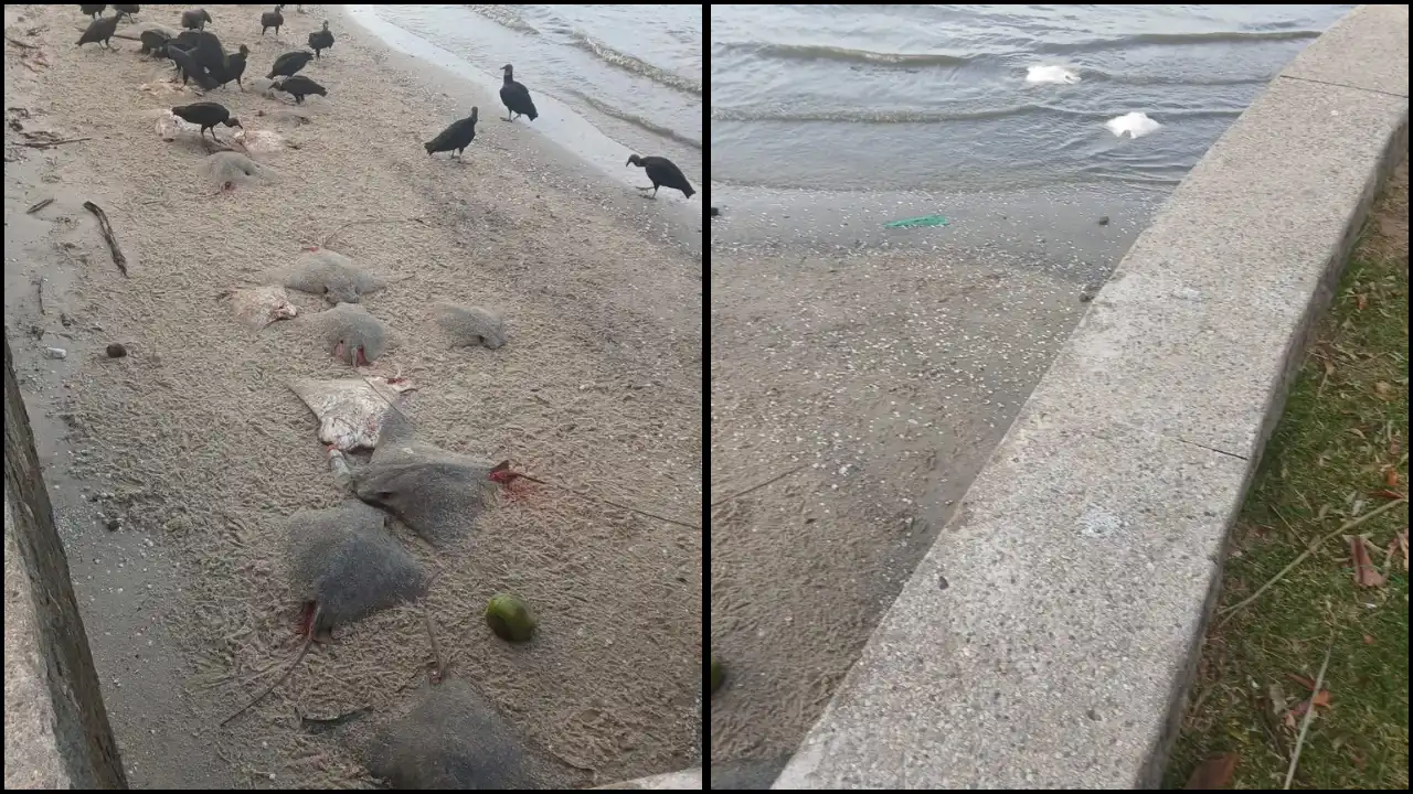 Equipes ambientais investigam a morte de cerca de 50 arraias encontradas na orla de Coroa Grande, em Itaguaí; principal hipótese é descarte decorrente de pesca predatória.