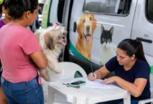 Tutores realizam o agendamento para castração de cães e gatos