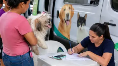 Tutores realizam o agendamento para castração de cães e gatos