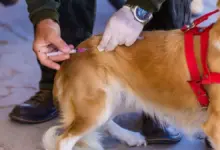 Cachorro recebendo a vacina antirrábica