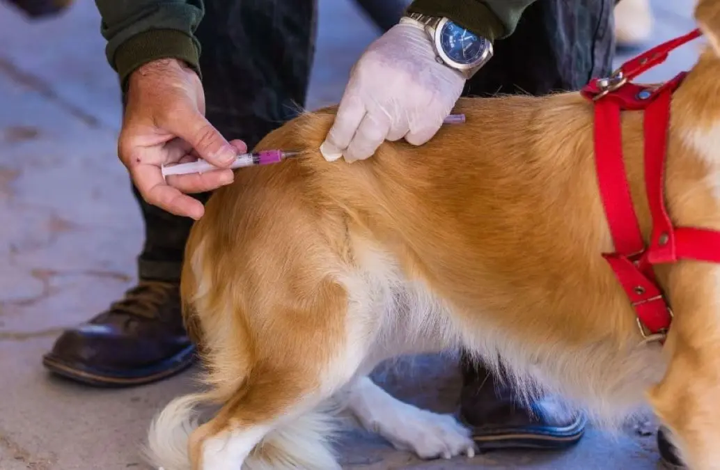 Cachorro recebendo a vacina antirrábica
