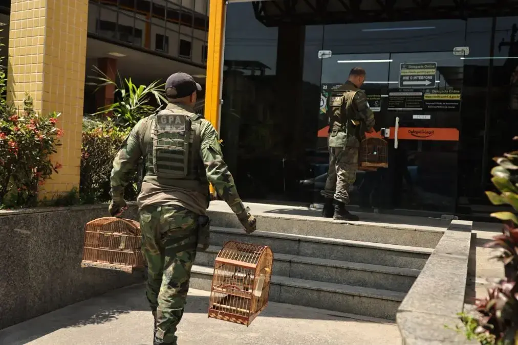 Agentes encaminham à delegacia gaiolas e materiais apreendidos durante flagrante de crime ambiental
