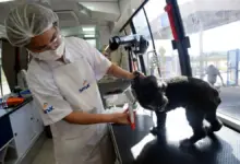 Curso de Banho e Tosa em Cães e Gatos é uma das capacitações gratuitas