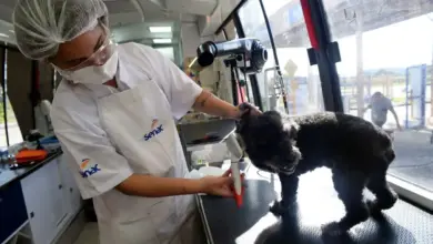 Curso de Banho e Tosa em Cães e Gatos é uma das capacitações gratuitas