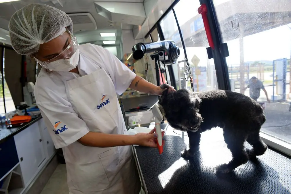 Curso de Banho e Tosa em Cães e Gatos é uma das capacitações gratuitas