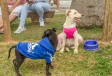 Modo Pet Itaguaí oferece workshops gratuitos sobre cuidados com cães e gatos entre 22 e 24 de setembro.