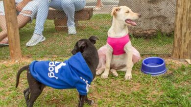Modo Pet Itaguaí oferece workshops gratuitos sobre cuidados com cães e gatos entre 22 e 24 de setembro.