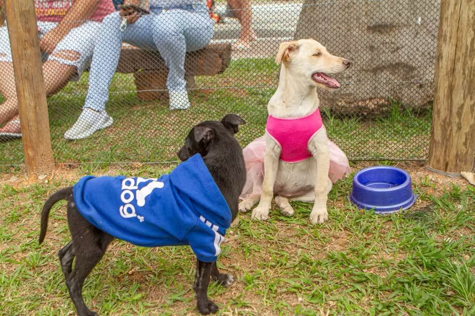 Modo Pet Itaguaí oferece workshops gratuitos sobre cuidados com cães e gatos entre 22 e 24 de setembro.