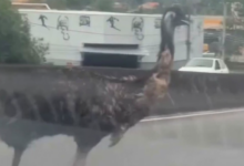 Emu foi encontrado em uma residência de Campo Grande após ser visto correndo entre veículos na Zona Oeste do Rio.